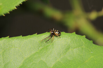 xysticus kochi spider macro photo	