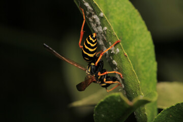 european yellow wasp macro photo	