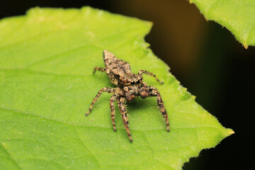 little jumping spider macro photo	