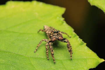 little jumping spider macro photo	
