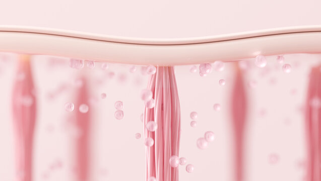 Strong elastin fibers restore firmness and elasticity to youthful skin.