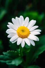 Fototapeta premium A close-up of a daisy featuring white petals and a vibrant yellow center, surrounded by lush green leaves.