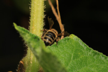 honey bee photo in natural pumpkin flower	