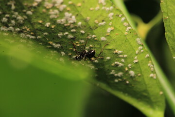Black carpenter ant macro photo	