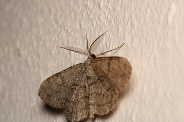 rivula sericealis insect moth macro photo	