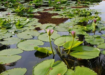 A tranquil scene of a water lily pond