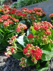 Vibrant Red Kalanchoe Blossoms