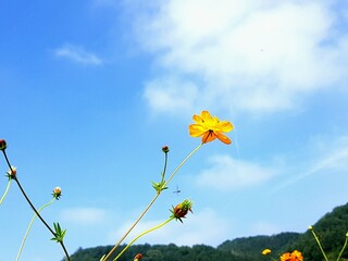 field of Golden cosmos