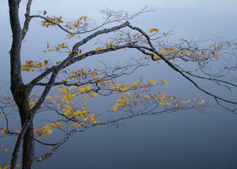 A maple tree with bright yellow autumn leaves isolated against a blue and gray background. Simple yellow and blue landscape background.