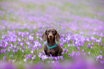 Spring mood miniature chocolate dachshunds portrait on spring crocuses background