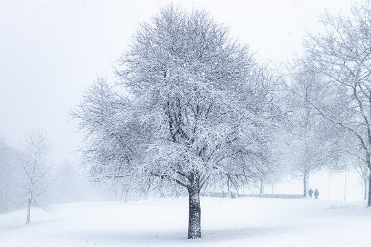 B&uuml;me im Schnee