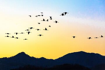 Tranquil Moments of Nature: Birds, Sunsets, and Serene Landscapes. Winter Morning Landscape of Junam Reservoir in Changwon, South Gyeongsang Province, South Korea