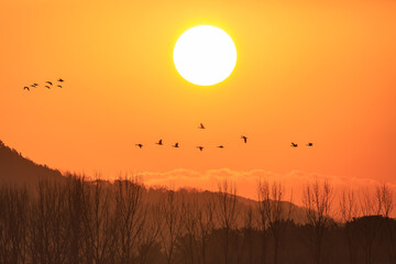 Tranquil Moments of Nature: Birds, Sunsets, and Serene Landscapes. Winter Morning Landscape of Junam Reservoir in Changwon, South Gyeongsang Province, South Korea
