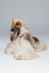 Dog of Afghan Hound breed on gray background. Free space for text. Wide angle horizontal wallpaper...