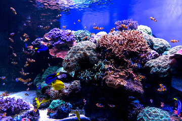 Naklejka premium Underwater life as a decorative element