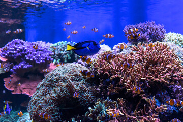 Underwater life as a decorative element