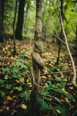 Forest close up