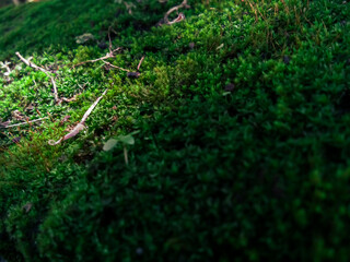 The beauty of a tiny world where moss grows happily and comfortably on a rock.