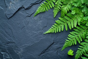 Naklejka premium Lush Green Fern Leaves on Dark Slate Stone Background