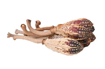 Mahogany pods , Dried mahogany fruit , Dried Natural Mahogany Pods , Wooden Bird on transparent png