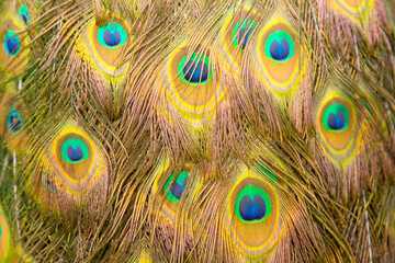 Fototapeta premium Extreme close up of blue adult peacock tails for mating in spring