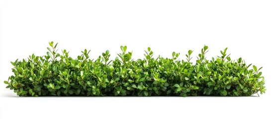 Boxwood Buxus foliage isolated on white background ideal for design with space for text and branding applications