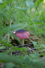 Seta roja entre ramas de césped silvestre