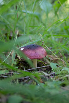 Seta roja entre ramas de c&eacute;sped silvestre