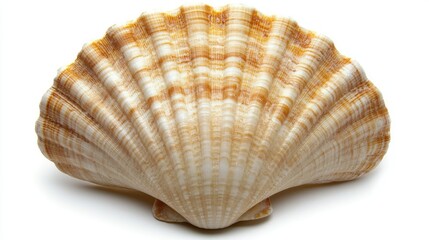 Obraz premium Close up of a clam shell on white background showcasing marine biology and the beauty of oceanic life and its natural structures