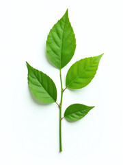 Fototapeta premium A Concept Representing Ecology Is A Picture Of Green Leaves Isolated Against A White Background Symbolizing Nature And Growth. 00002