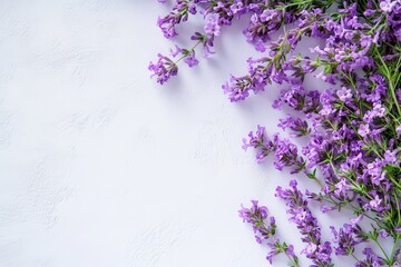 Thyme blossoms on a white backdrop with room for text