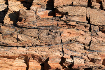 closeup of a petrified wood