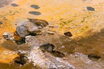 Bison traces  in the hot springs of Yellowstone USA