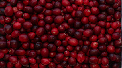 red cranberry fruits In all directions on the table