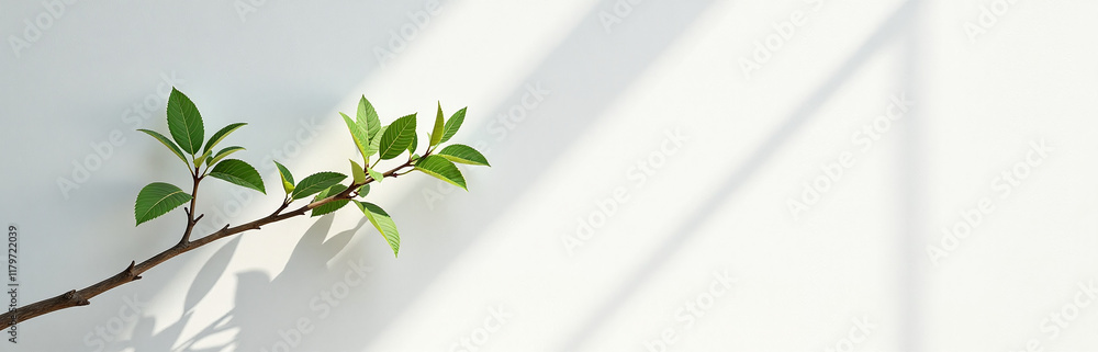 Poster a branch stretches against a sunny white wall in an abstract nature background with space for text g