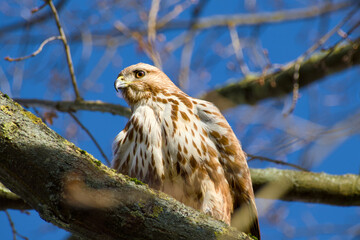 common buzzard perching on a tree branch on a sunny day close-up