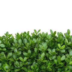 Obraz premium Lush Green Hedge Foliage with Vibrant Leaf Texture Ideal for Nature and Landscape Backgrounds