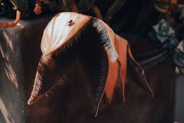 a cactus blooming in summer
