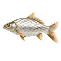 Fototapeta premium Realistic Detailed Image of a Freshwater Fish with Scales and Streamlined Body for Nature and Aquatic Themes