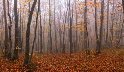 Fototapeta premium Yellow leaves lie on the ground in the autumn forest.