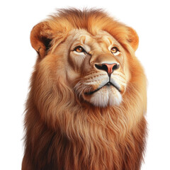Majestic Close-up of a Lion with Rich Golden Mane and Intense Expression Against a Solid Background