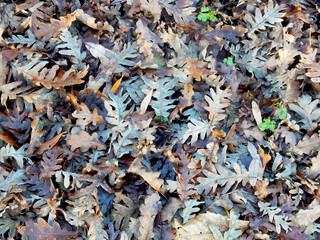 leafs on the ground