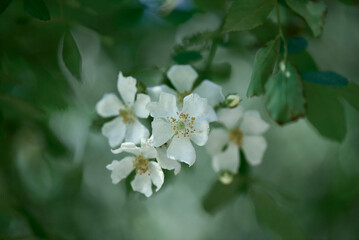 A white flower with a green stem
