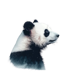 Close-Up Profile of a Majestic Giant Panda with Distinctive Black and White Fur against a Transparent Background