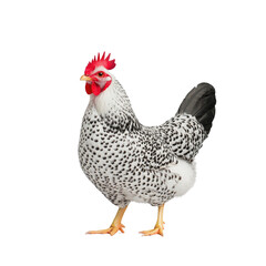 Fototapeta premium Beautiful Speckled Hen Standing Proudly on a White Background with Bright Red Comb and Wattles