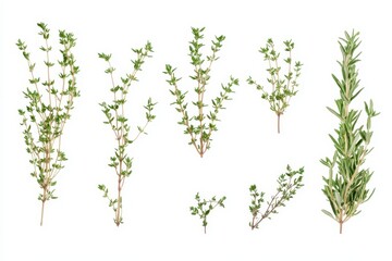 Isolated fresh thyme on a white backdrop Fragrant herb Close up view
