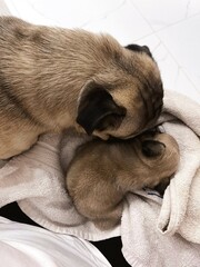 Dog with its puppy. High quality photo