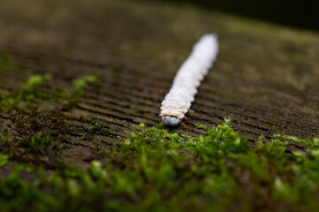A silkworm crawling along the railing of a boardwalk in an Ontario forest.