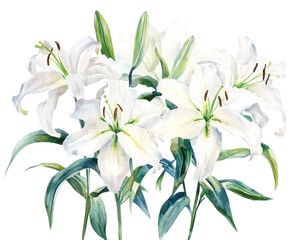Fototapeta premium Beautiful white lilies with green leaves on a white isolated background.