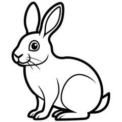 Rabbit on white background